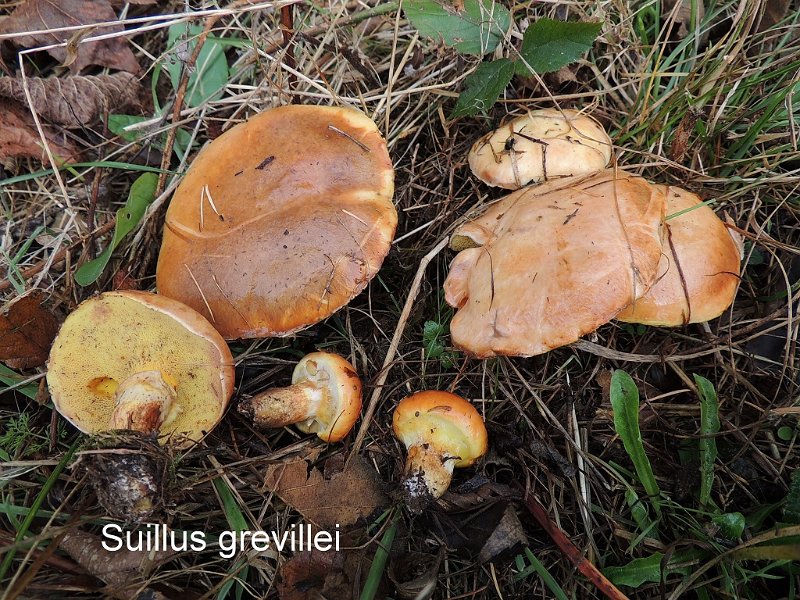 Suillus grevillei-amf313-1.jpg - Suillus grevillei ; Syn1: Boletus grevillei ; Syn2: Boletus elegans ; Non français: Bolet élégant